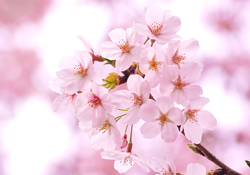 桜（大河原町の花）